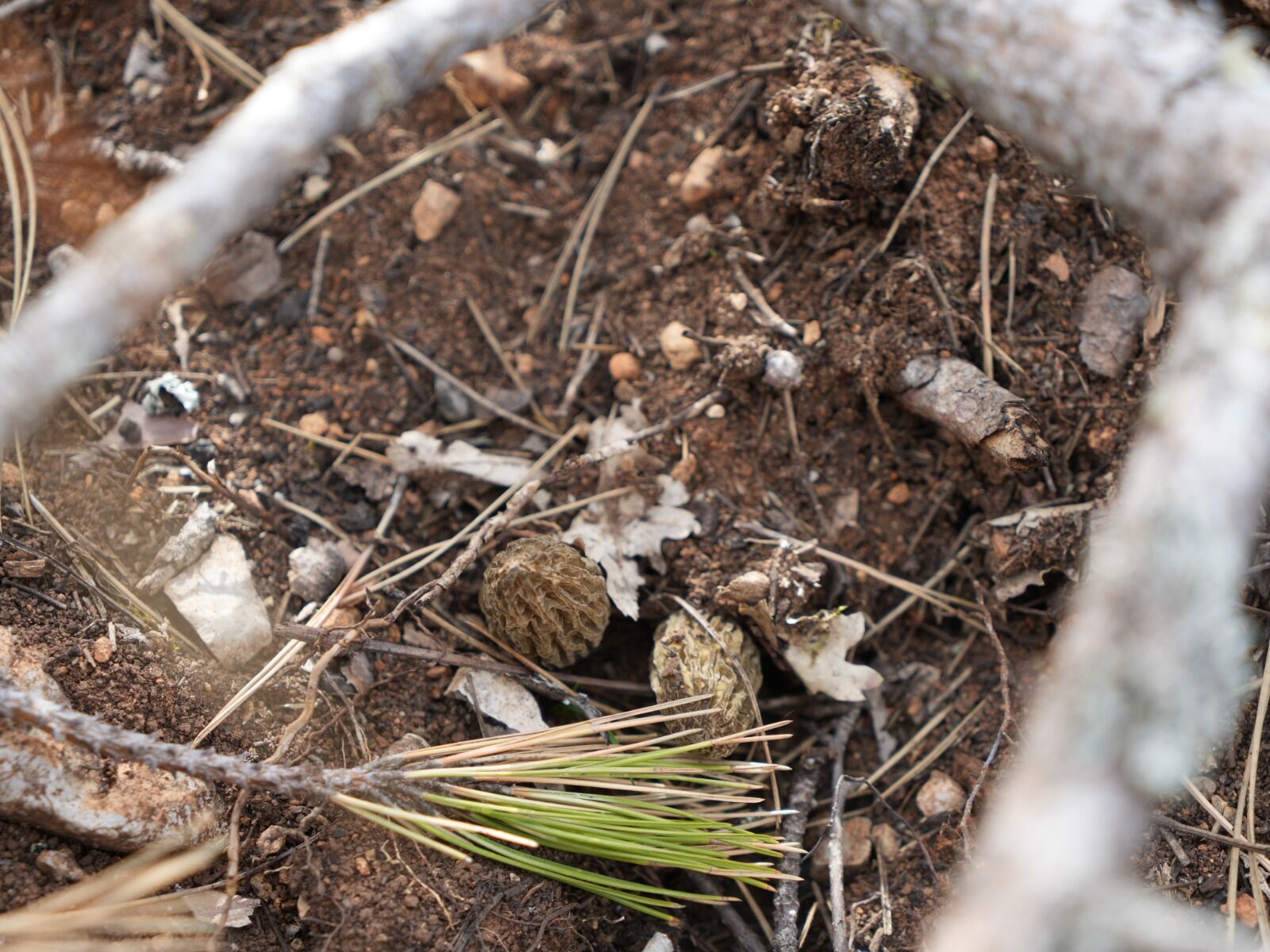 Kastamonu'da Yanan Ormanlarda Mantar Bolluğu Gelir Kapısı Oldu! 28