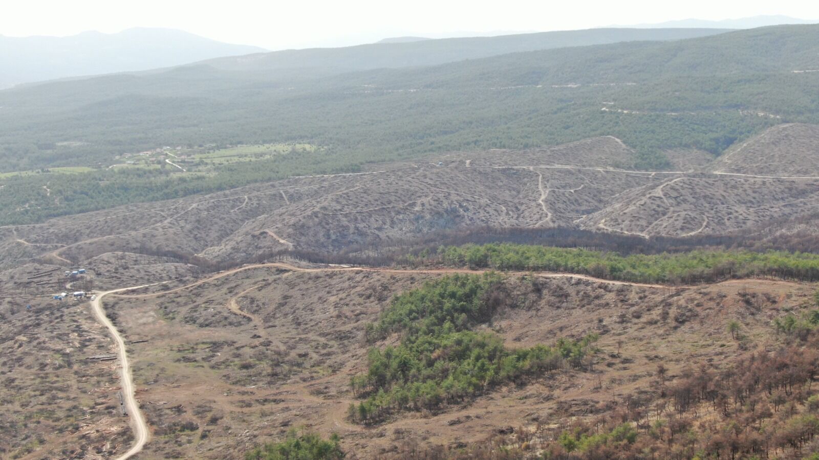 Kastamonu'da Yanan Ormanlarda Mantar Bolluğu Gelir Kapısı Oldu! 44