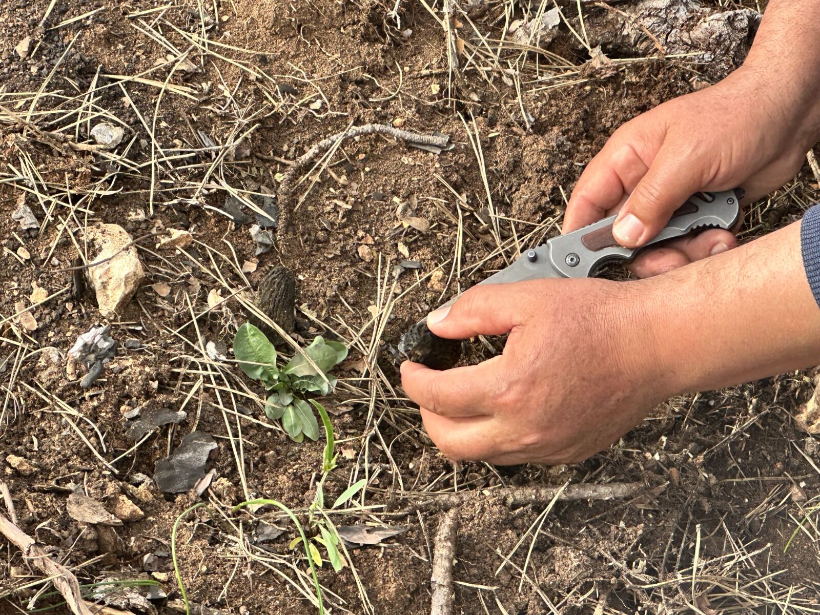 Kastamonu'da Yanan Ormanlarda Mantar Bolluğu Gelir Kapısı Oldu! 46
