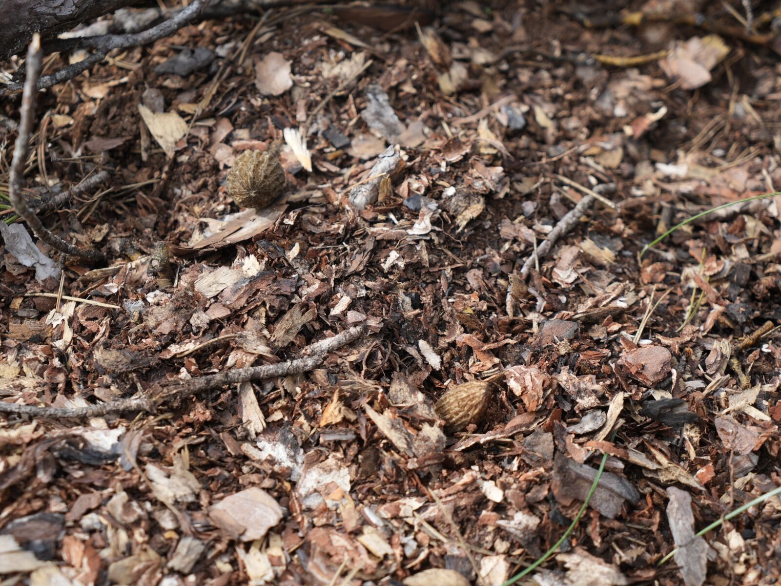 Kastamonu'da Yanan Ormanlarda Mantar Bolluğu Gelir Kapısı Oldu! 48