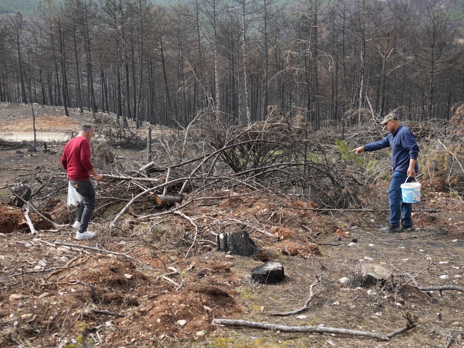 Kastamonu'da Yanan Ormanlarda Mantar Bolluğu Gelir Kapısı Oldu! 66