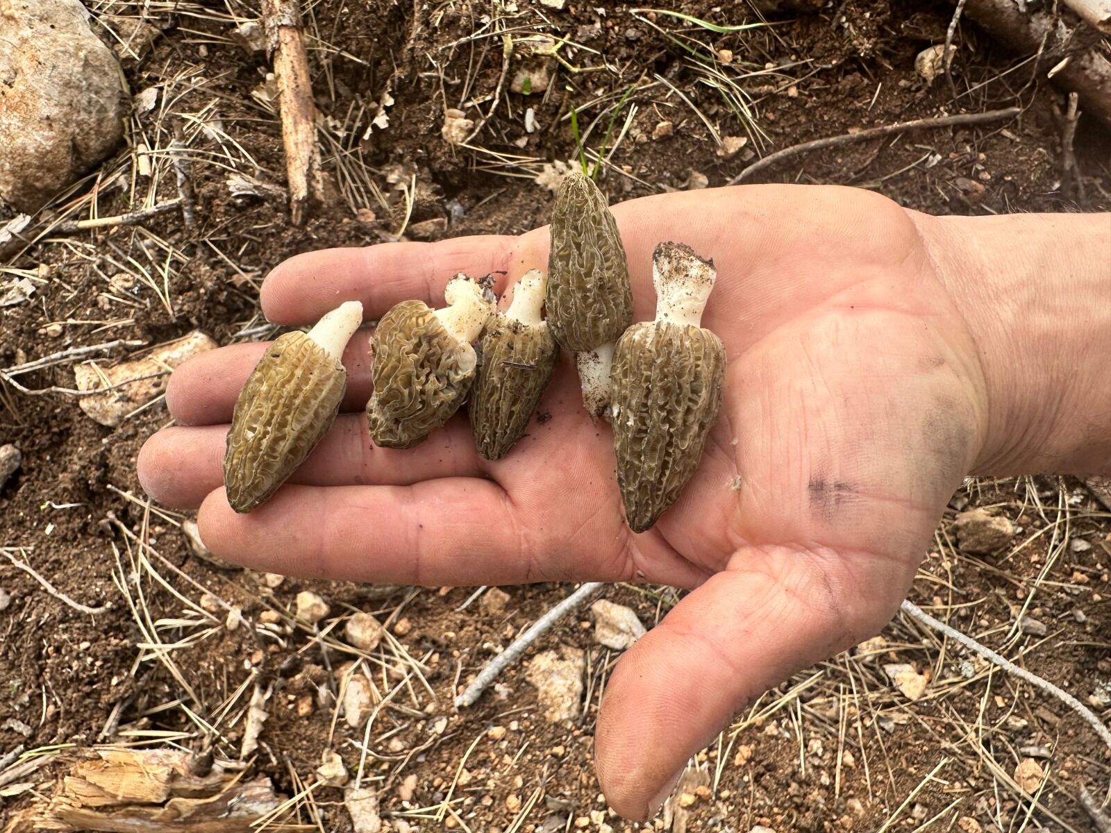 Kastamonu'da Yanan Ormanlarda Mantar Bolluğu Gelir Kapısı Oldu! 8