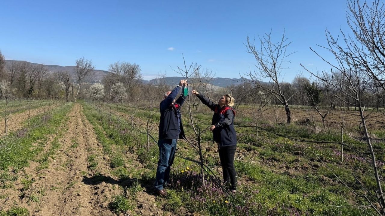 Kastamonu’nun Başına Bela Olmuştu Sahadaki Mücadele Sürüyor (2)