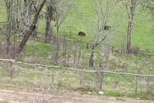 Kastamonu'nun Ilçesinde 3 Bozayı Görüntülendi 22
