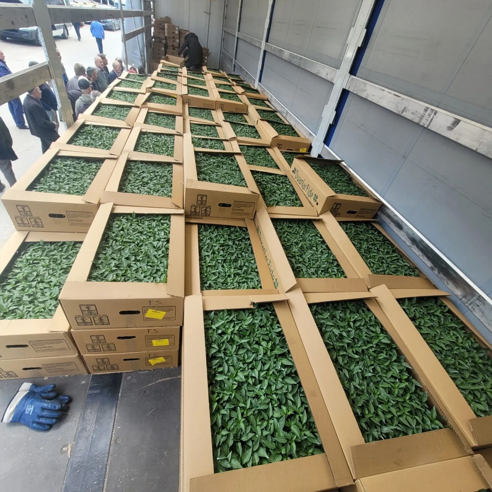 Kastamonu'nun Ilçesinde Çiftçilere Yüzde 75 Hibeli 147 Bin Fide Desteği! 88888888888888888888888888888888