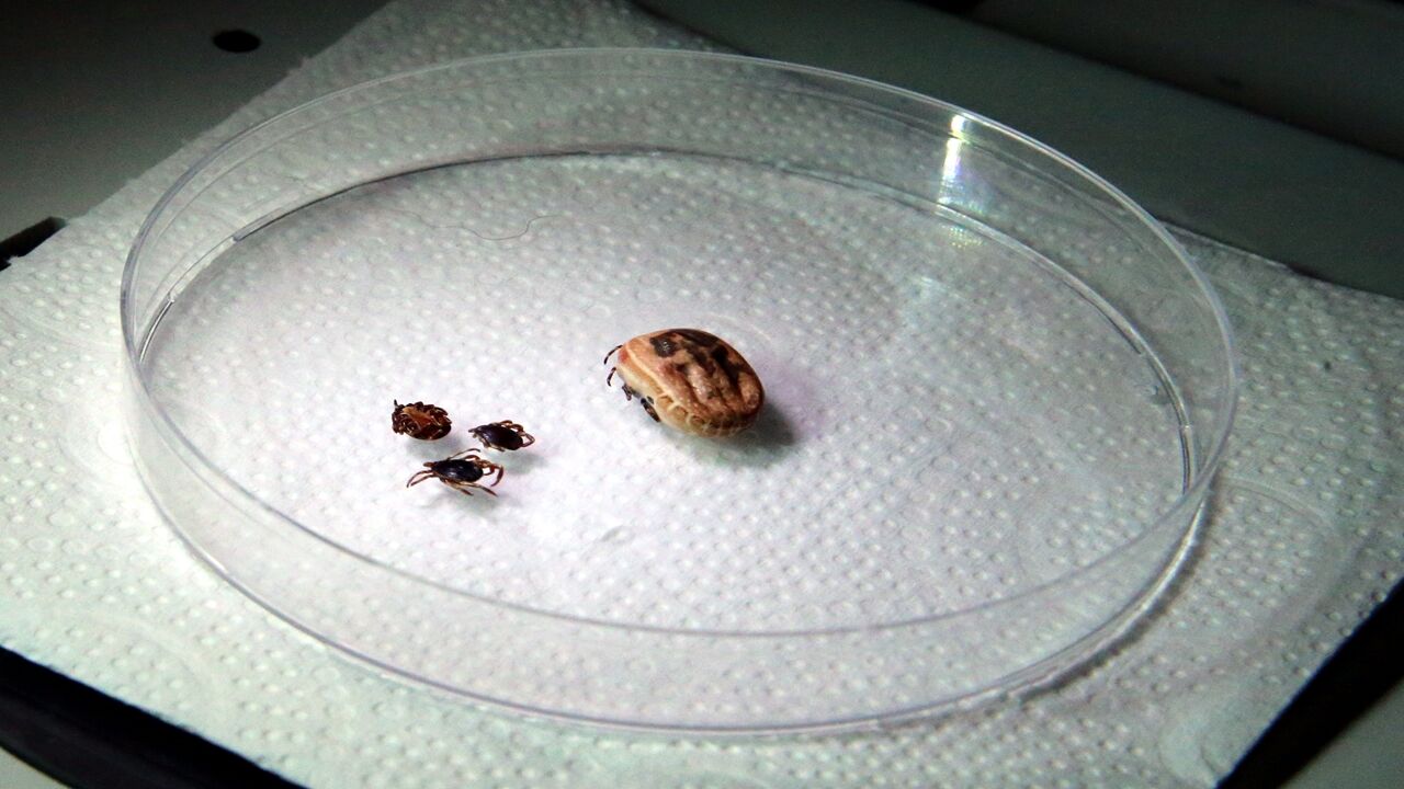 Keneler Kayıt Altına Alındı (3)