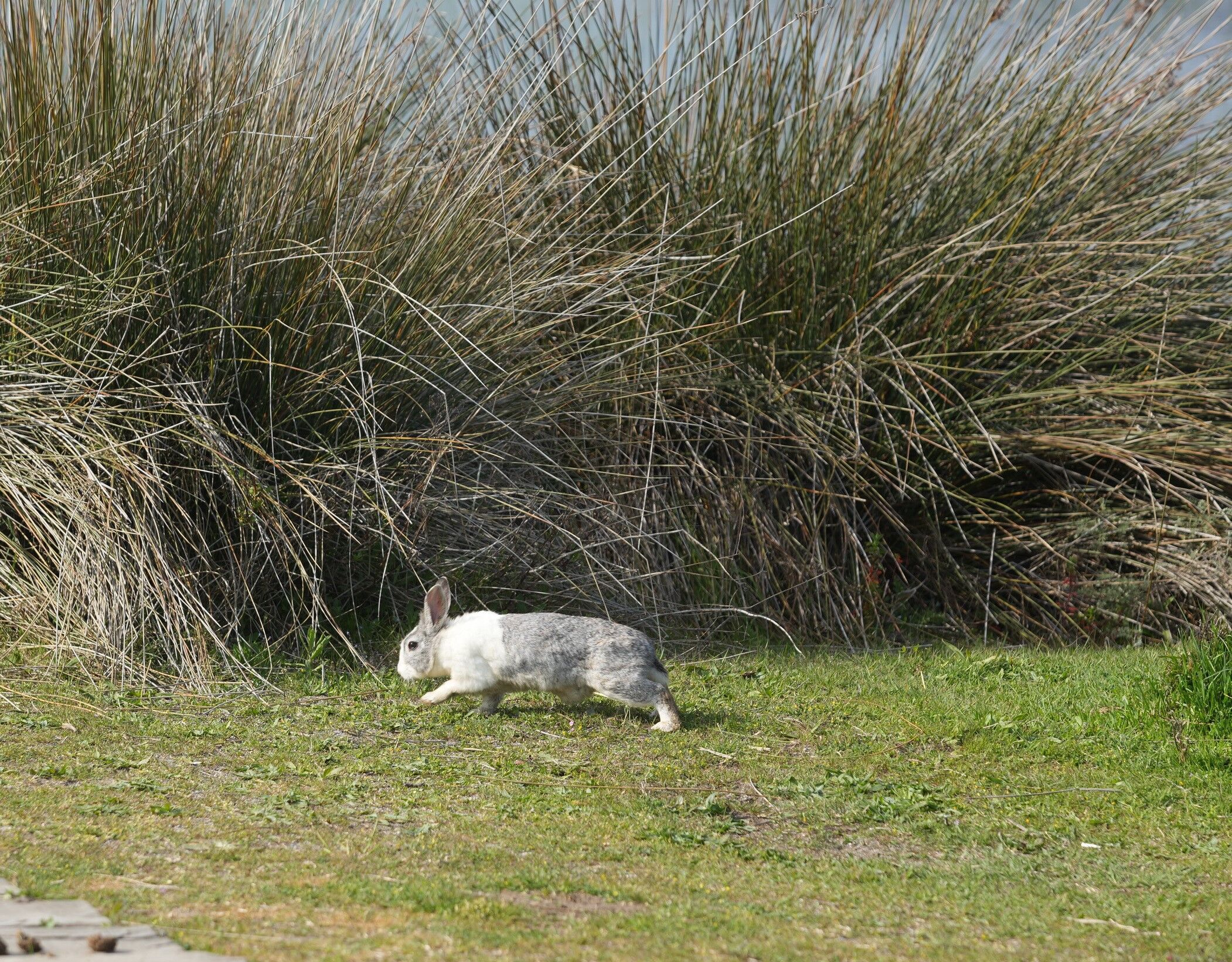 Kızılırmak Deltası’nda Bahar Coşkusu Başladı1 (2)