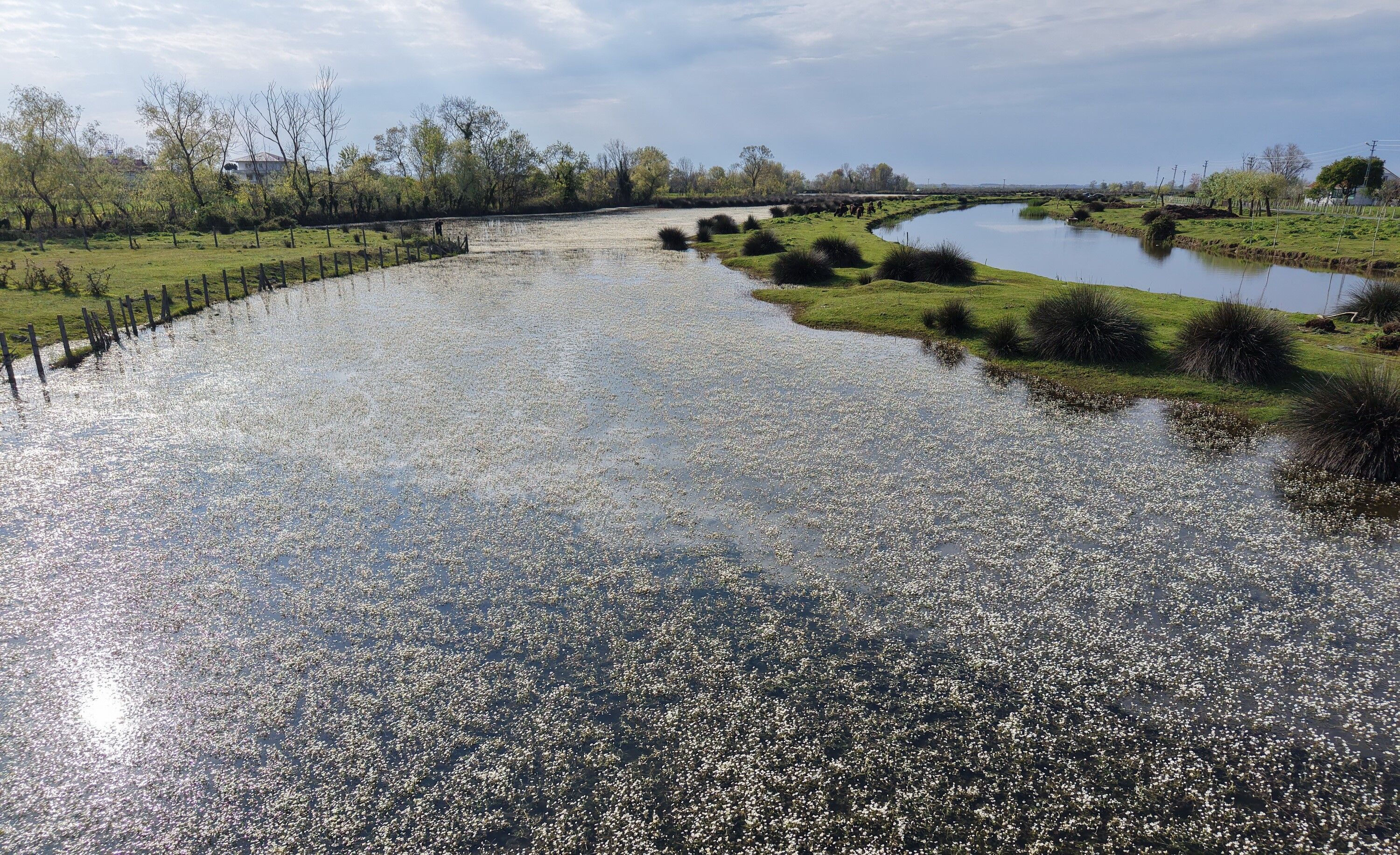 Kızılırmak Deltası’nda Bahar Coşkusu Başladı2