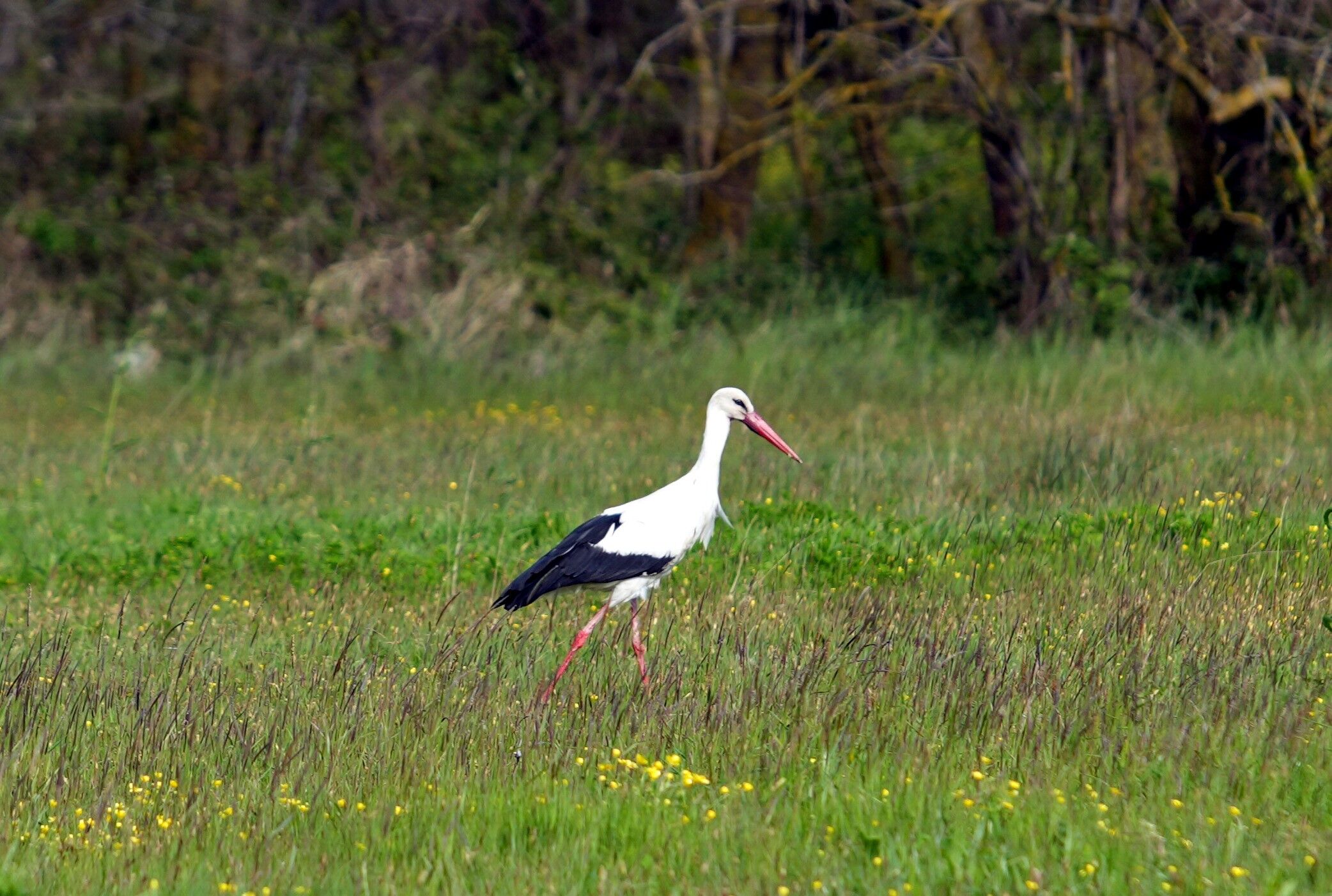Kızılırmak Deltası’nda Bahar Coşkusu Başladı3