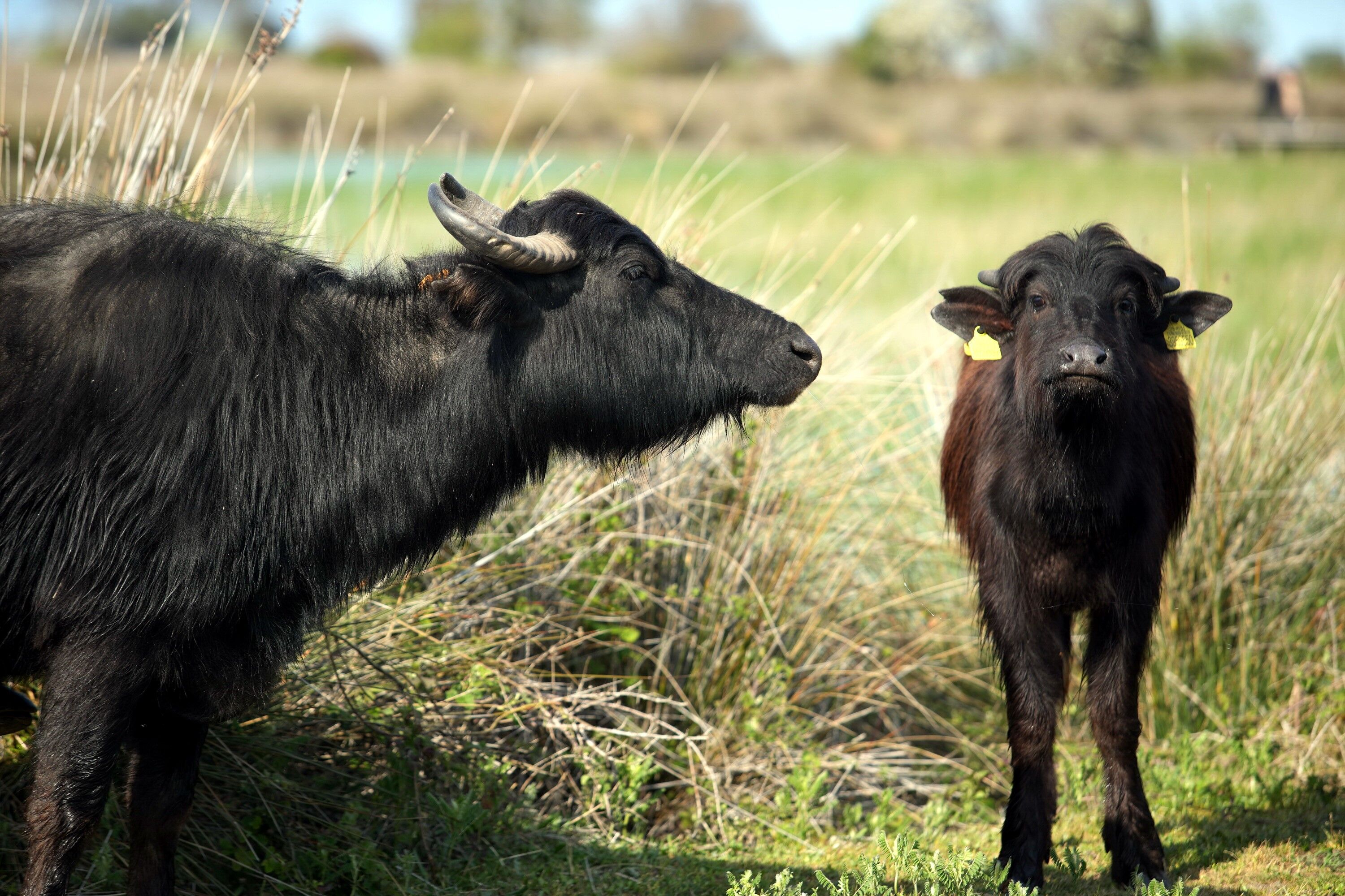 Kızılırmak Deltası’nda Bahar Coşkusu Başladı6