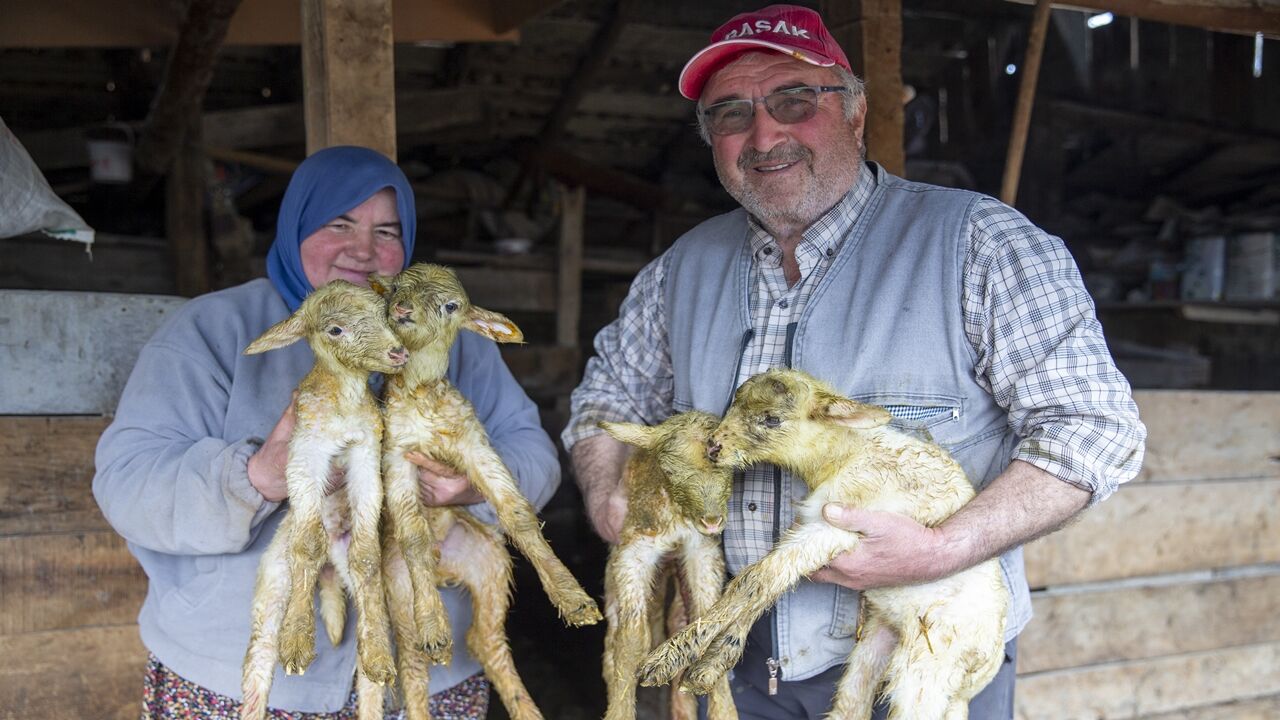 Koyun Dördüz Doğurdu (1)