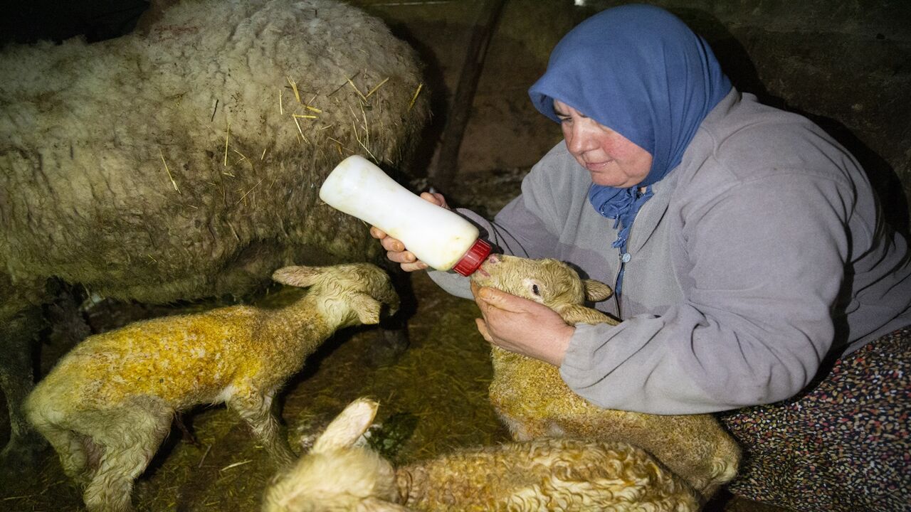 Koyun Dördüz Doğurdu (2)