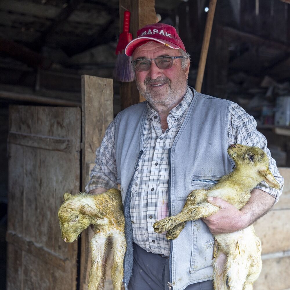 Koyun Dördüz Doğurdu (3)