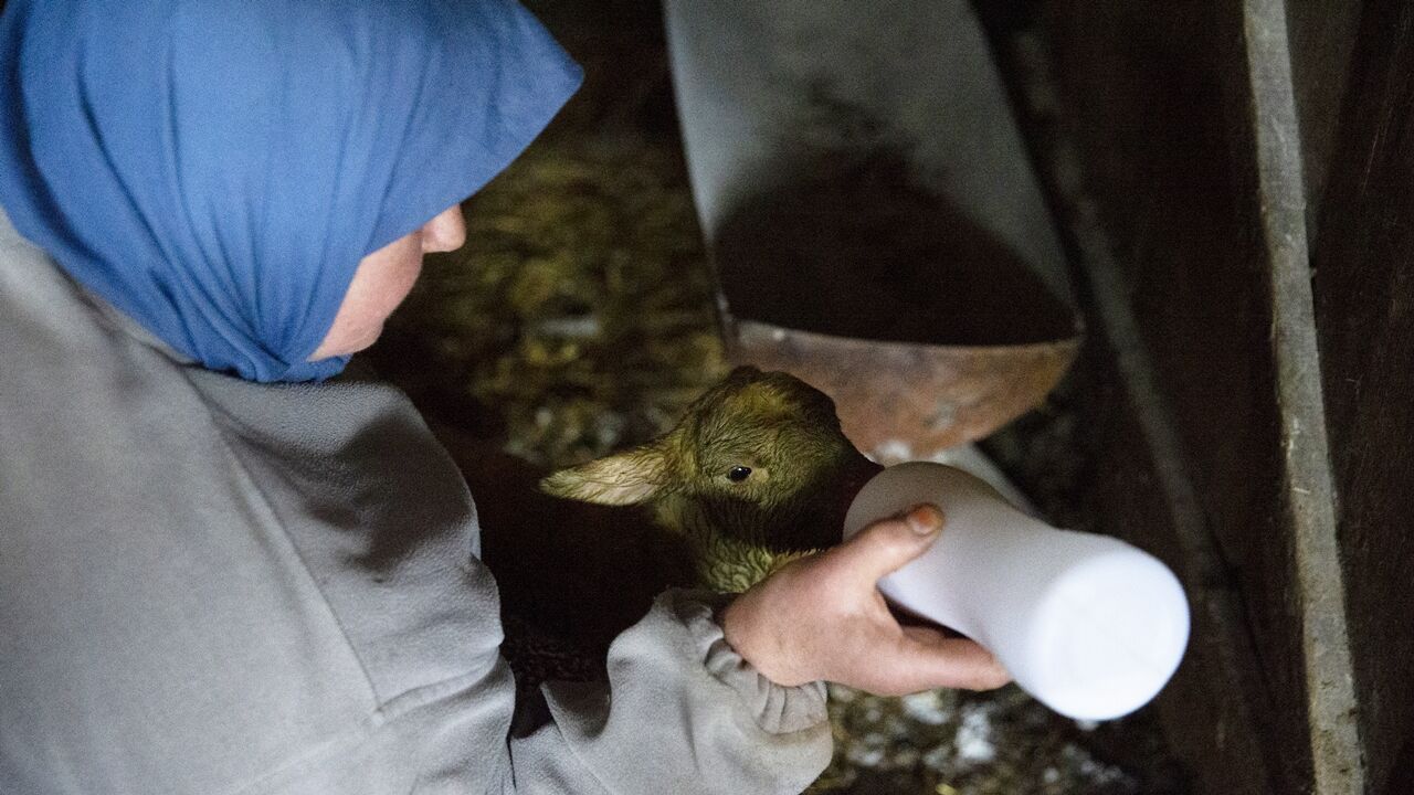 Koyun Dördüz Doğurdu (4)