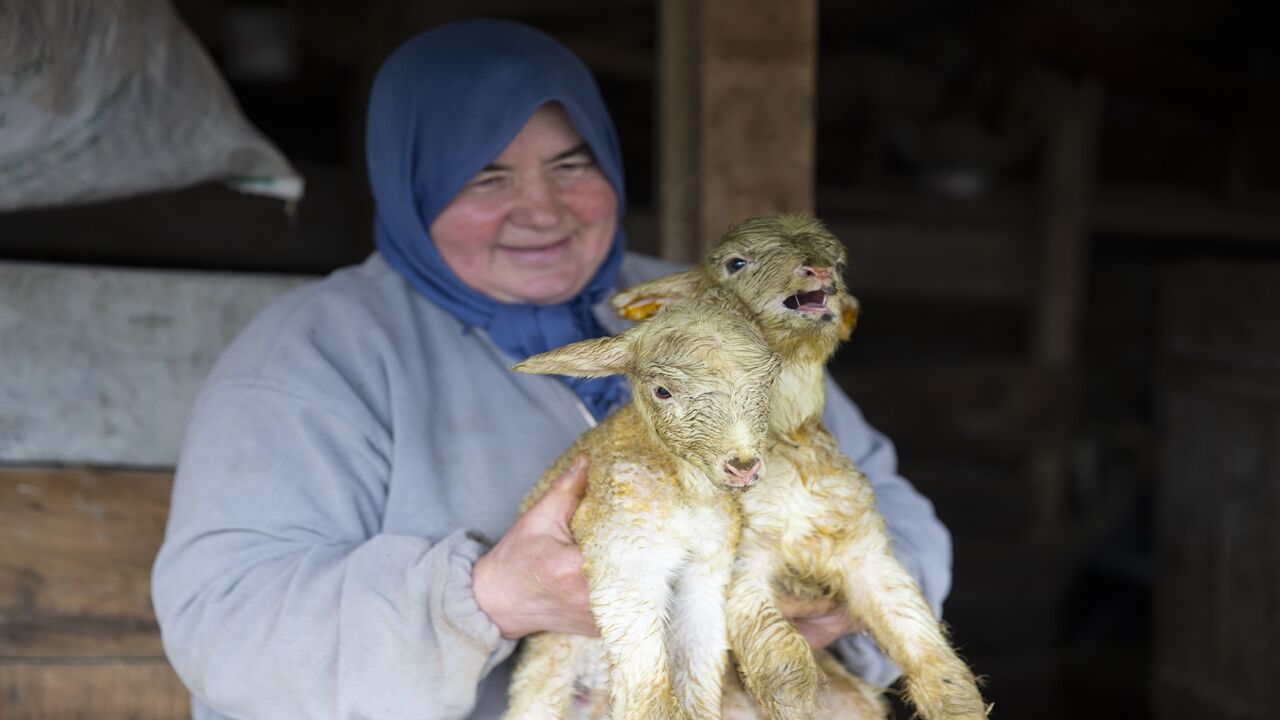 Koyun Dördüz Doğurdu (5)