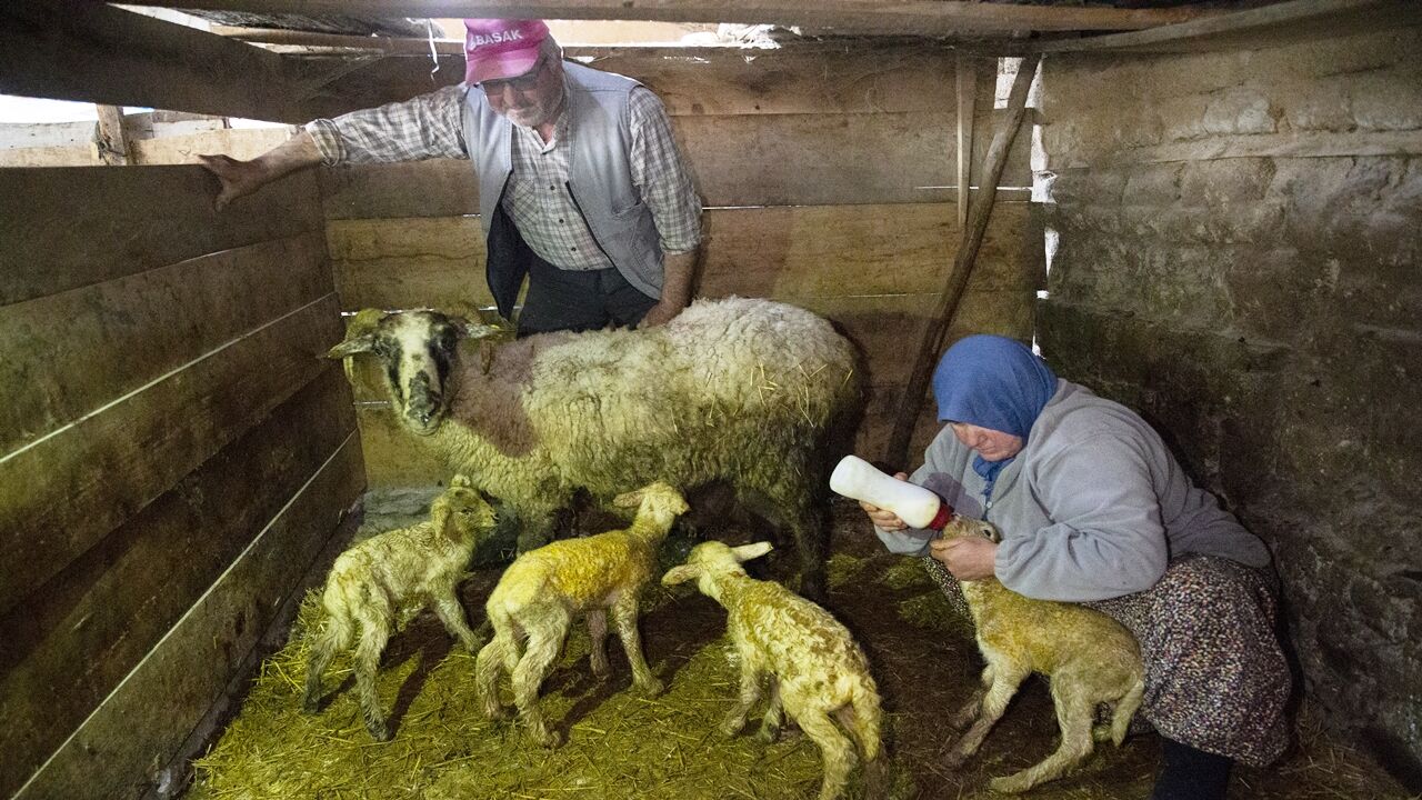 Koyun Dördüz Doğurdu (6)