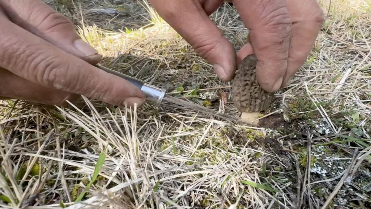 Kuzu Göbeği Mantarı Bolluk (1)