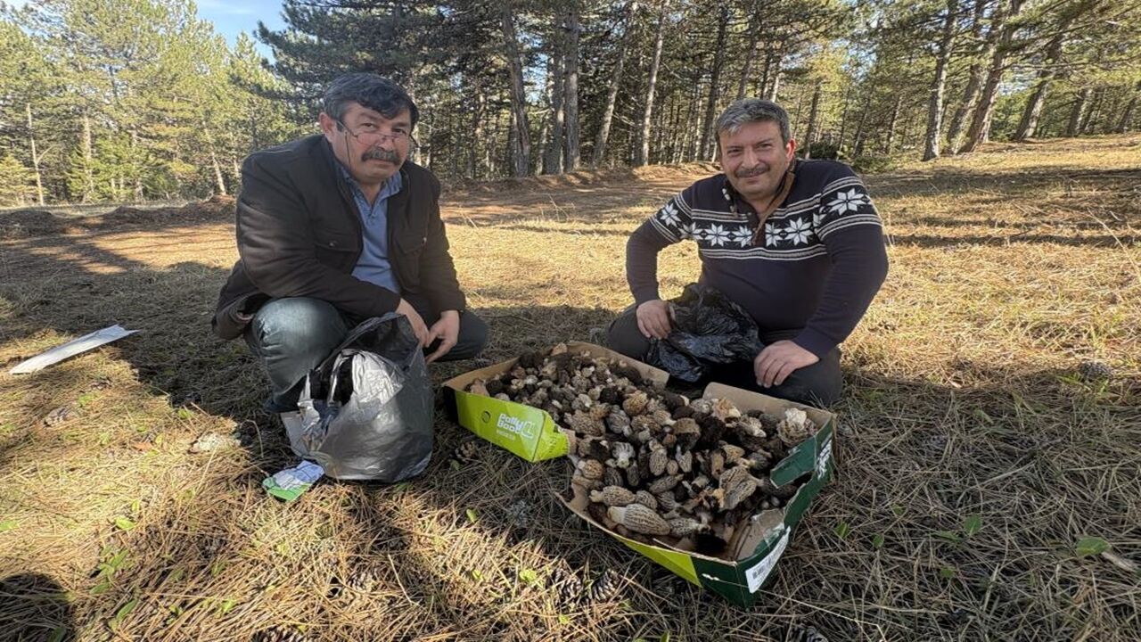 Kuzu Göbeği Mantarı Bolluk (2)