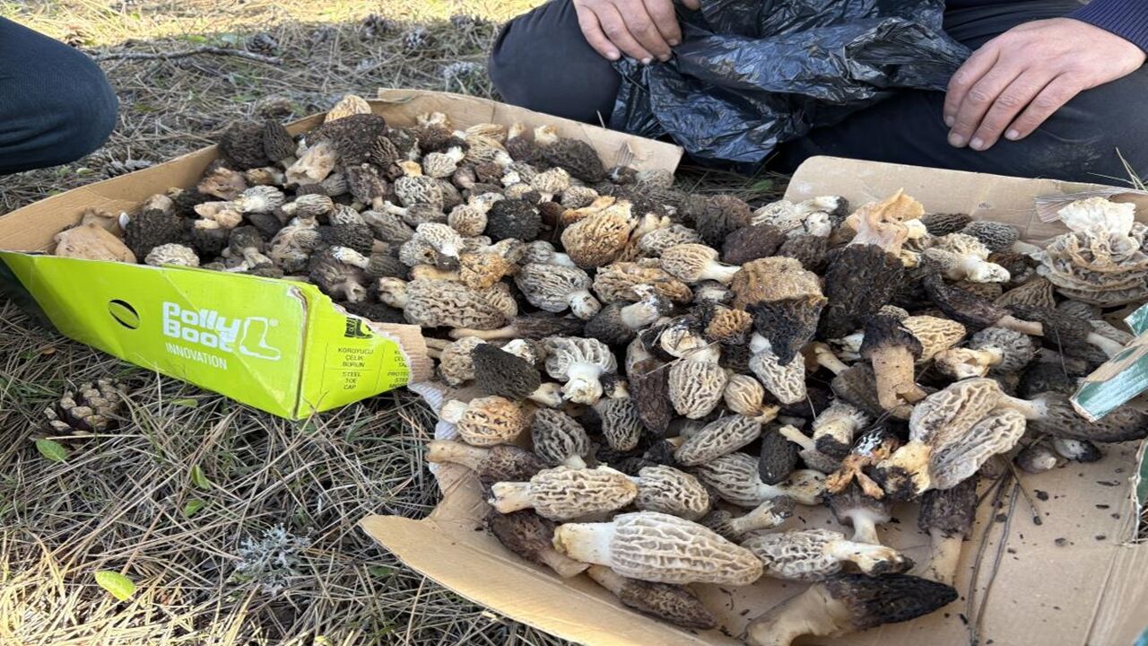 Kuzu Göbeği Mantarı Bolluk (3)