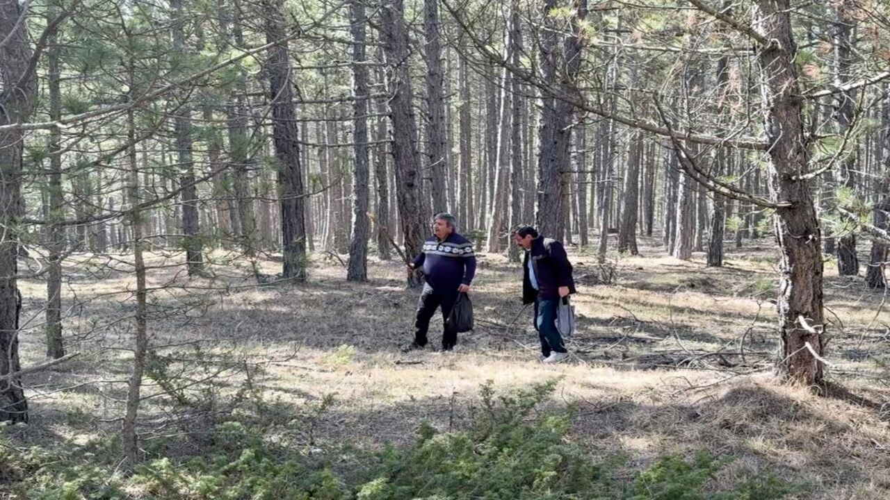 Kuzu Göbeği Mantarı Bolluk (4)