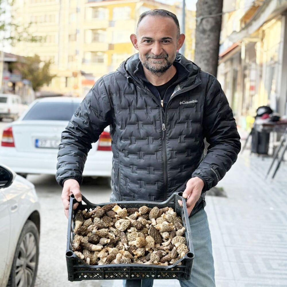 Kuzu Göbeği Mantarı Satış (2)