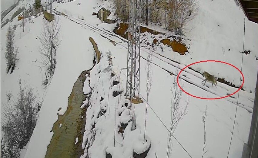 Nefes Kesen Kovalamaca! Kurt Tavşanı Kovaladı O Anlar Kamerada! 12