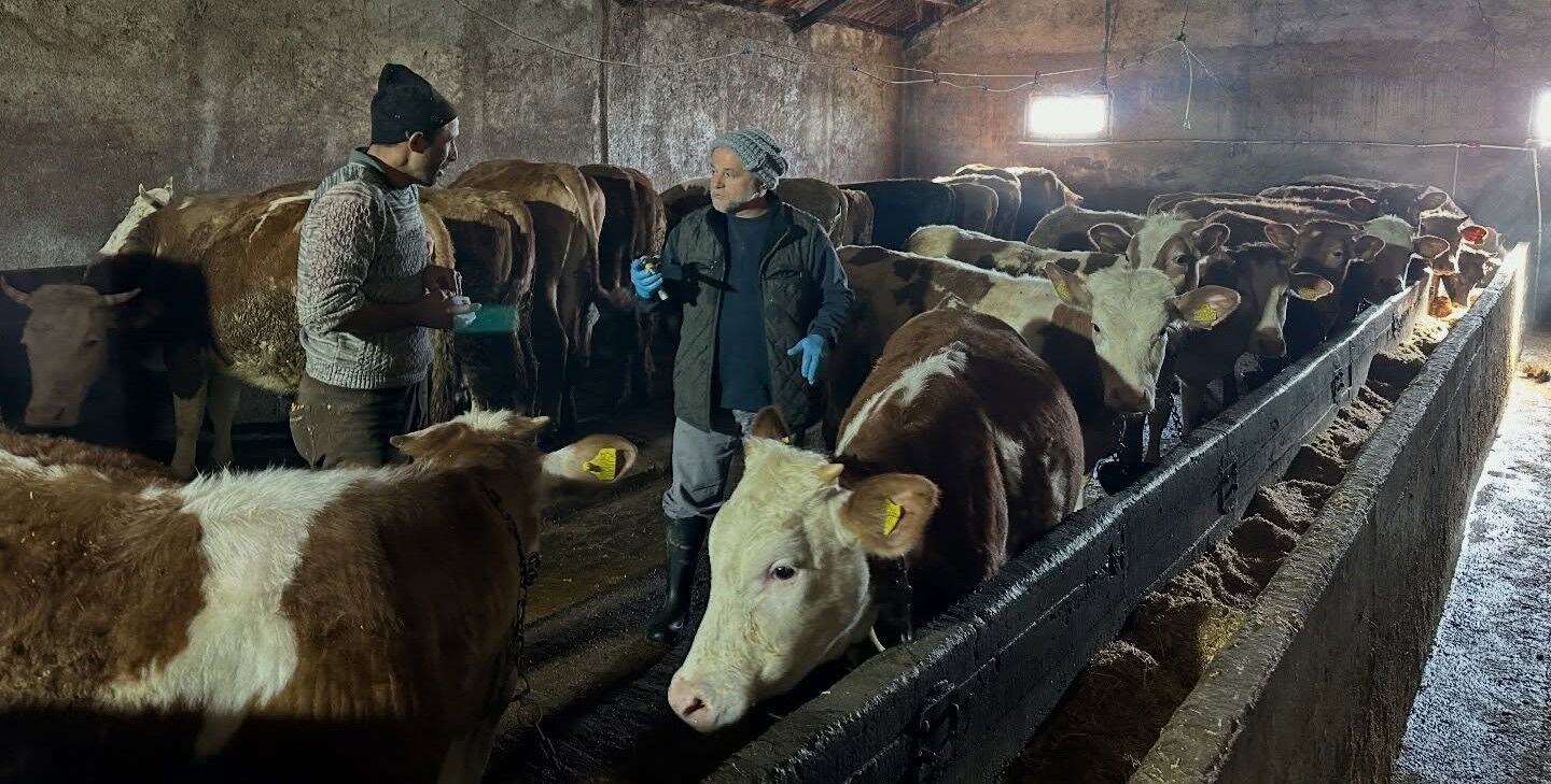 Şap Aşısı Kampanyası 23 Köy Ve 4 Mahallede Başarıyla Tamamlandı1