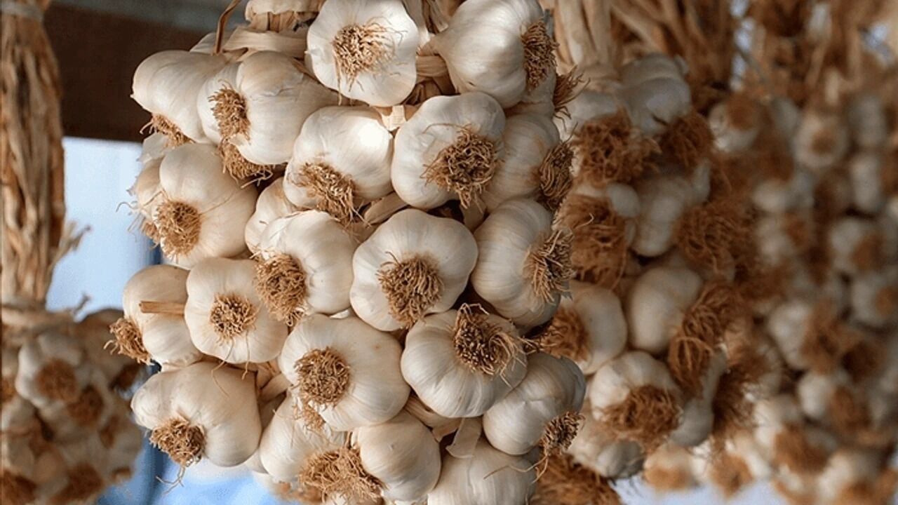 Tarım Ve Orman Bakanlığı Paylaştı Taşköprü Sarımsağı Sınırları Aştı! 12