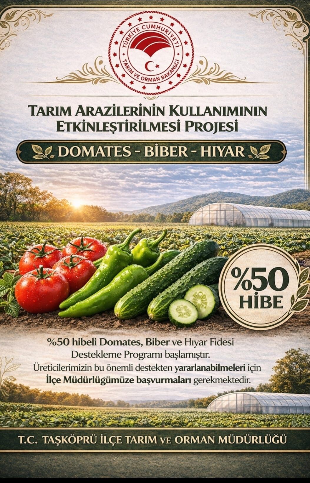 Taşköprü Hibeli Fide (1)