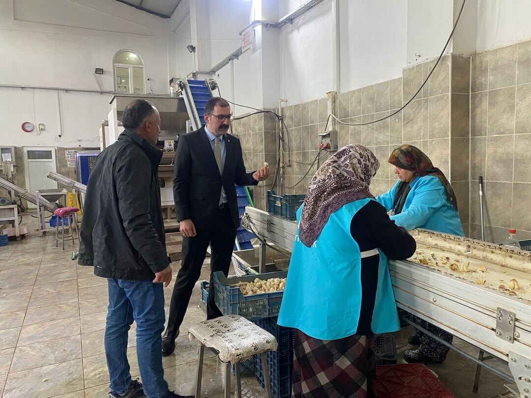 Taşköprü Kaymakamı Sarımsak Üretim Alanını Yerinde Inceledi 12