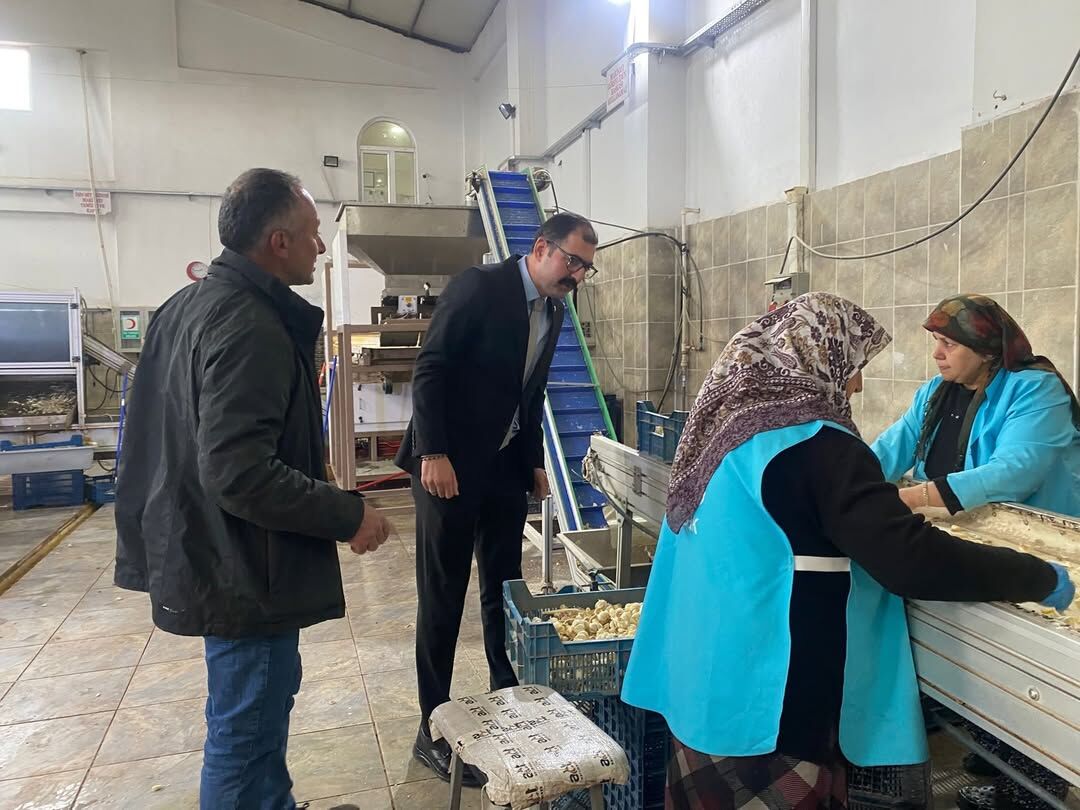 Taşköprü Kaymakamı Sarımsak Üretim Alanını Yerinde Inceledi 4