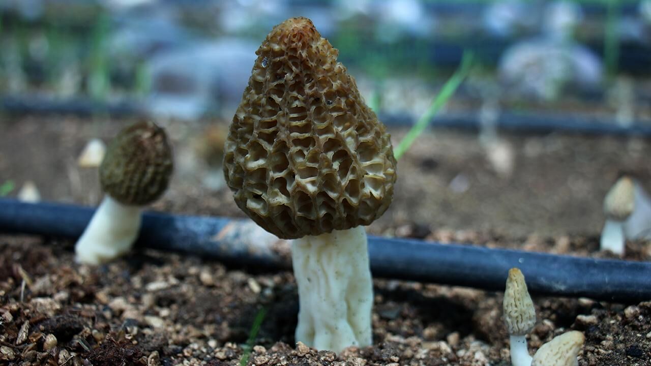 Taşköprü Ormanlarında Kuzugöbeği Bereketi Başladı1