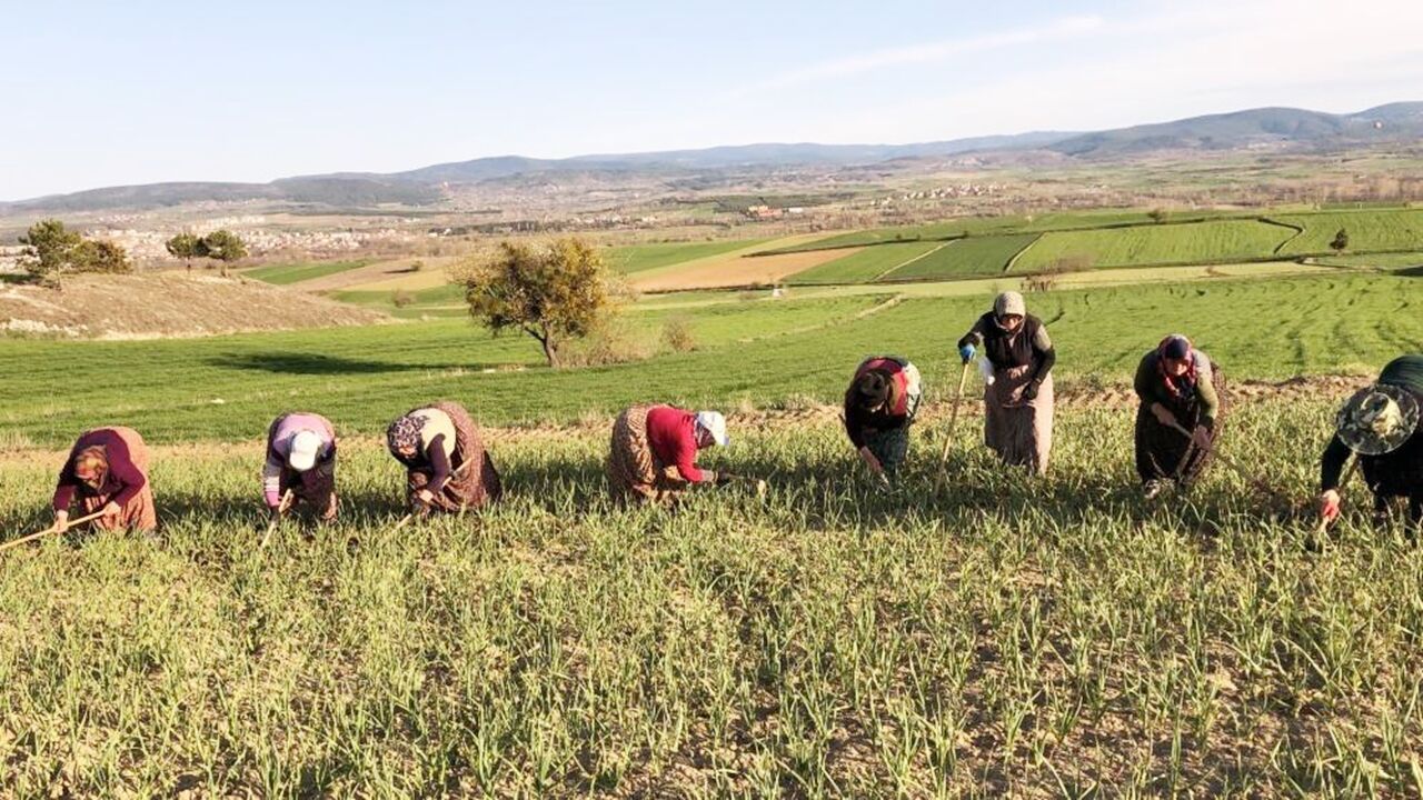 Taşköprü Sarımsak Tarlası Çapa (1)
