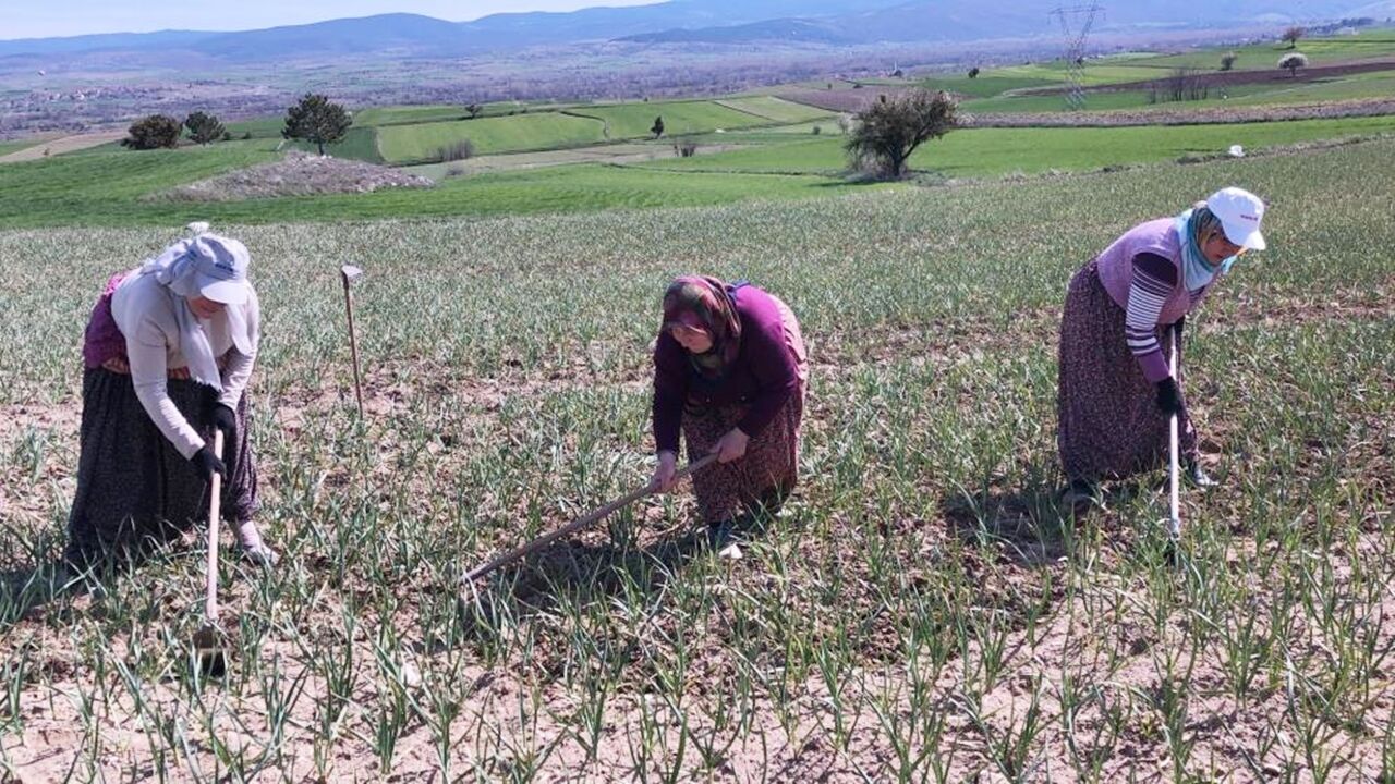 Taşköprü Sarımsak Tarlası Çapa (3)