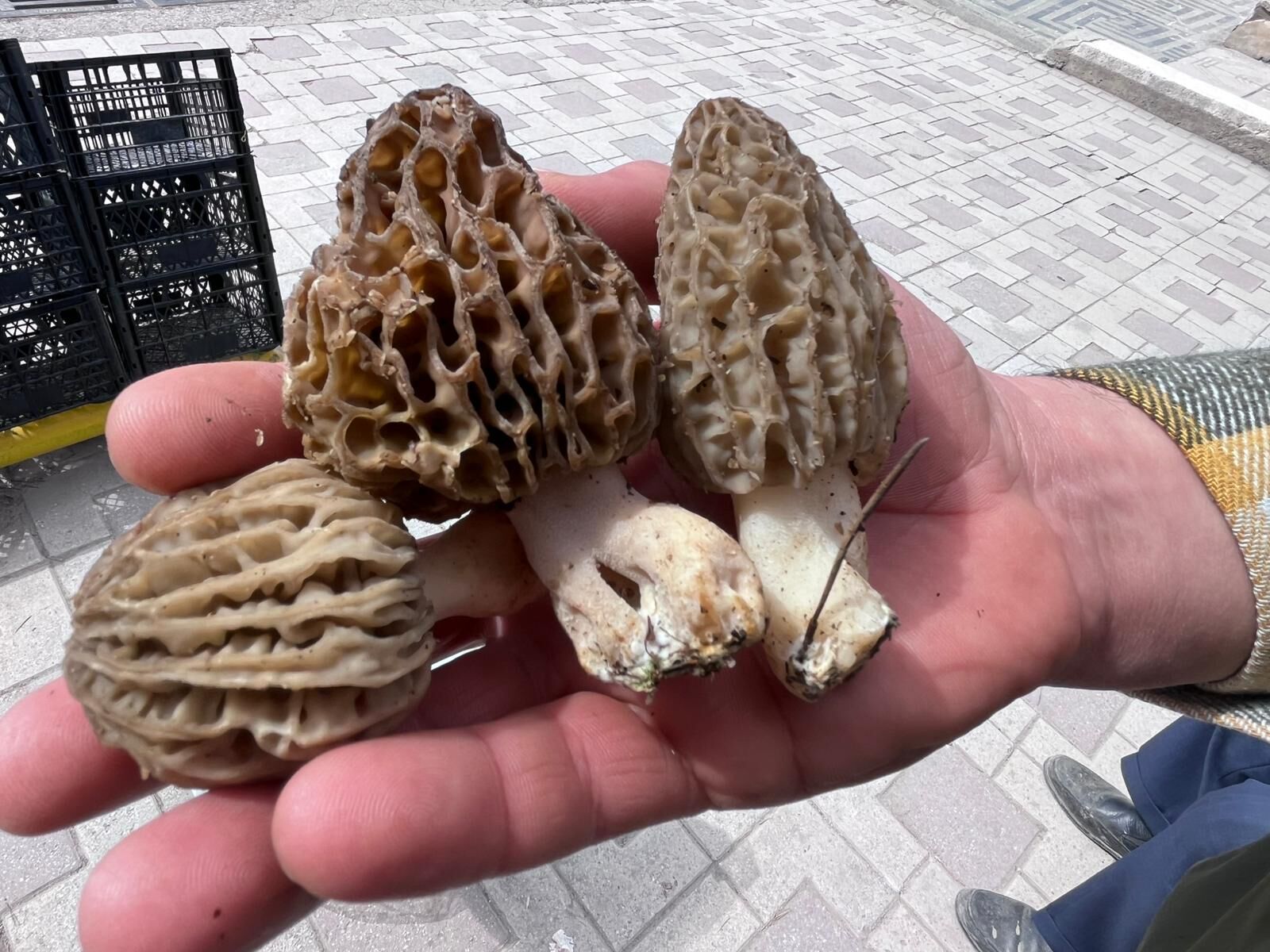 Taşköprü’de Mantar Tezgahta Yerini Aldı1