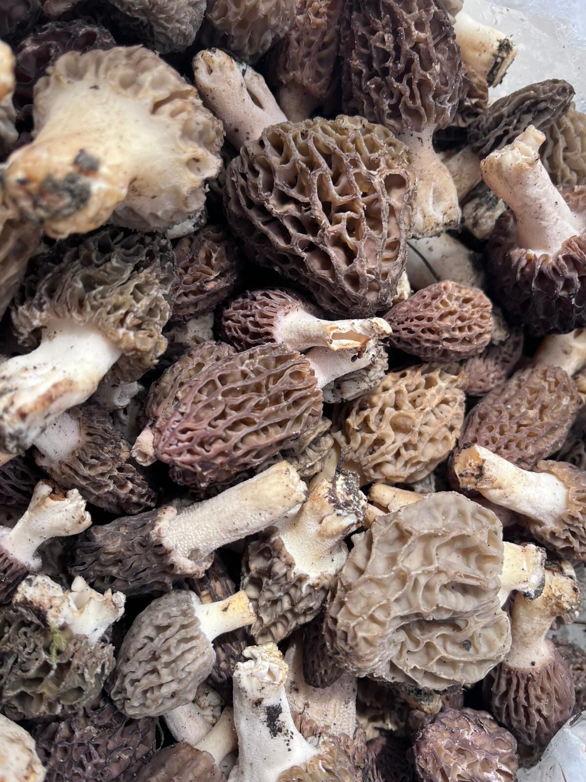 Taşköprü’de Mantar Tezgahta Yerini Aldı3