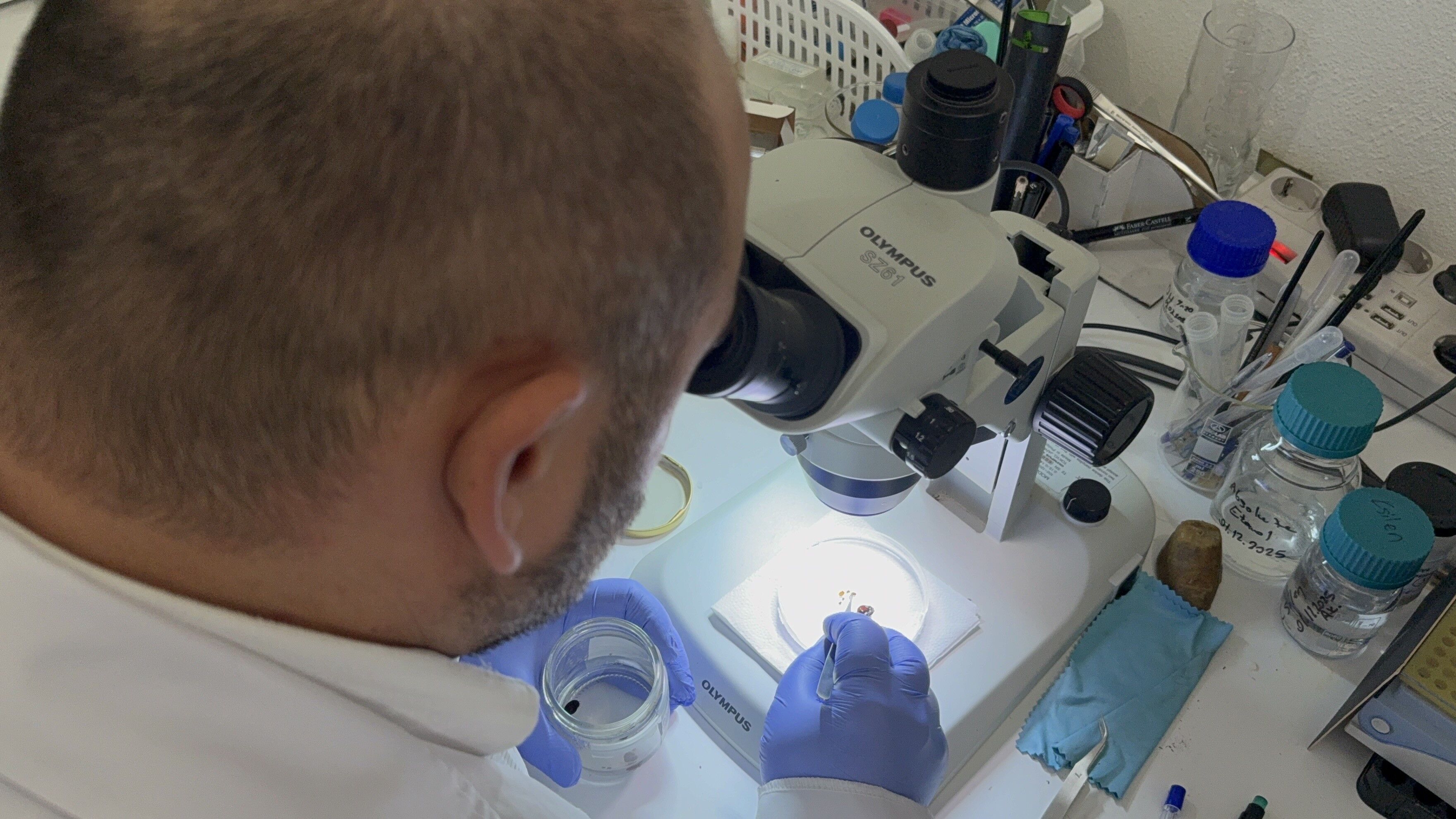 Uzmanından Uyarı! Kar Yağışı Keneleri Yok Etmiyor Soğukta Bile Aktif Kalıyorlar! 2