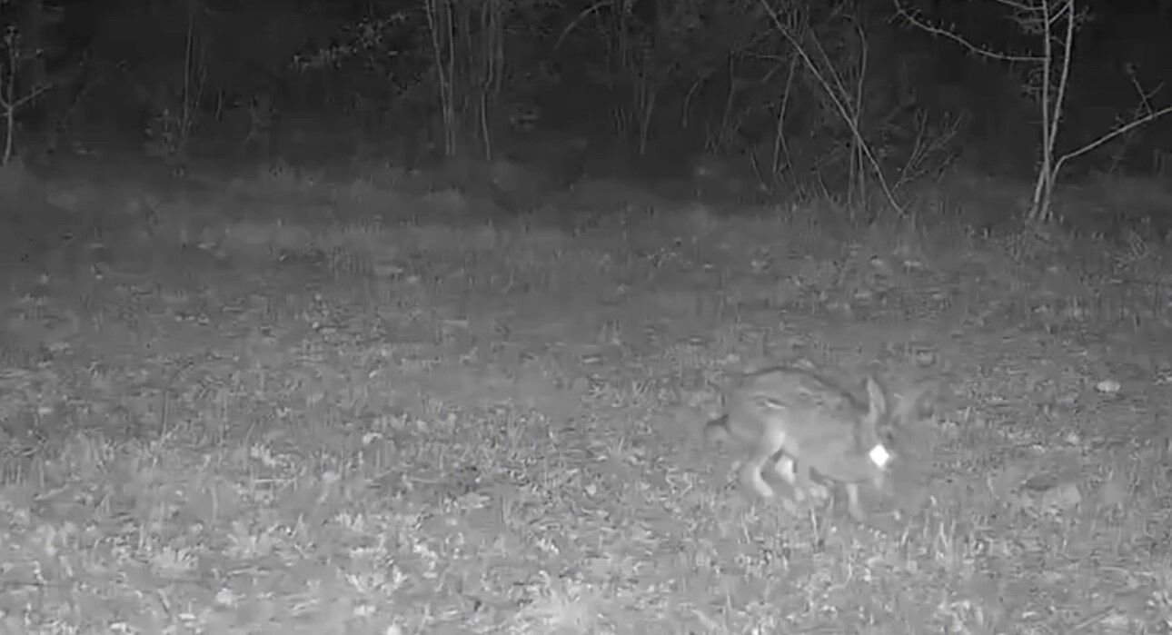 Yaban Hayatı Fotokapanla Görüntülendi 4