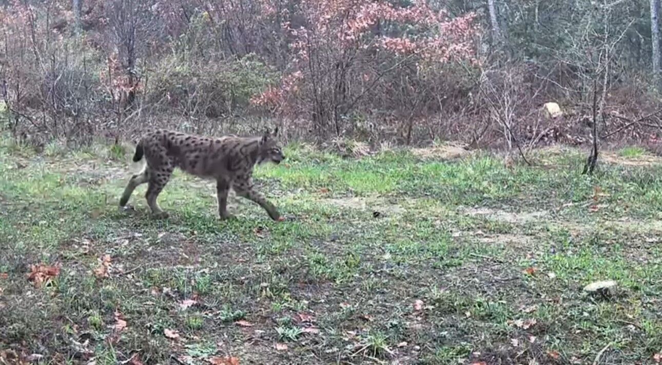 Yaban Hayatı Fotokapanla Görüntülendi 88888888888888888888888888