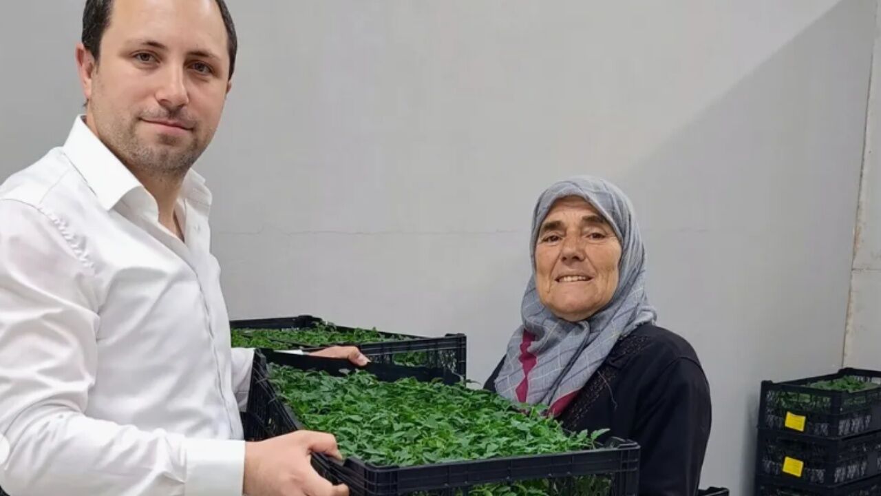 Bozkurt Fide Dağıtımı (2)