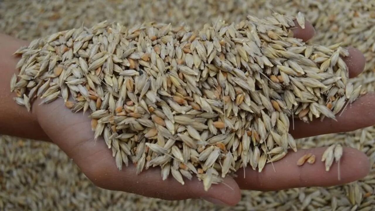Dünyanın En Sağlıklı Ekmeği Kastamonu’dan Dünyaya Yayılıyor Siyez Ekmek (4)