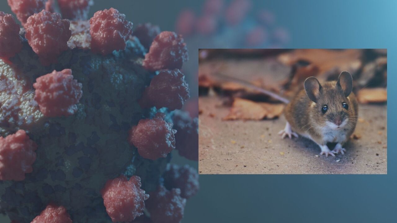 Hantavirüs