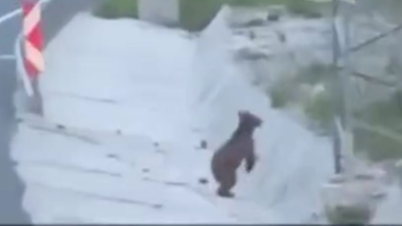Ilgaz Tünelde Ayı Görüldü (1)