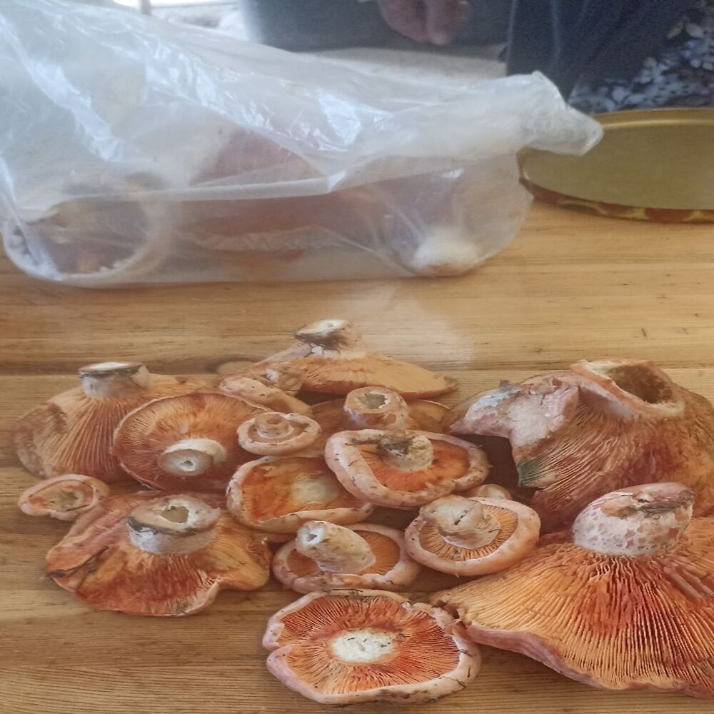 Kanlıca Mantarı Yeniden Çıktı (2)