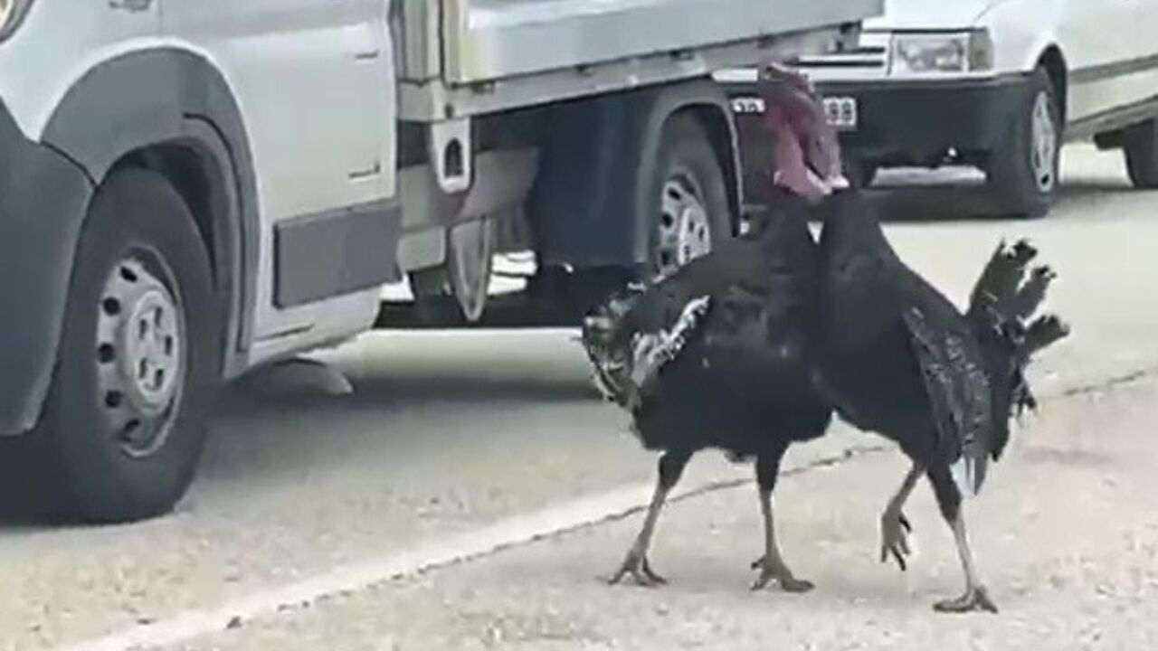 Karabük Hindi Kavga