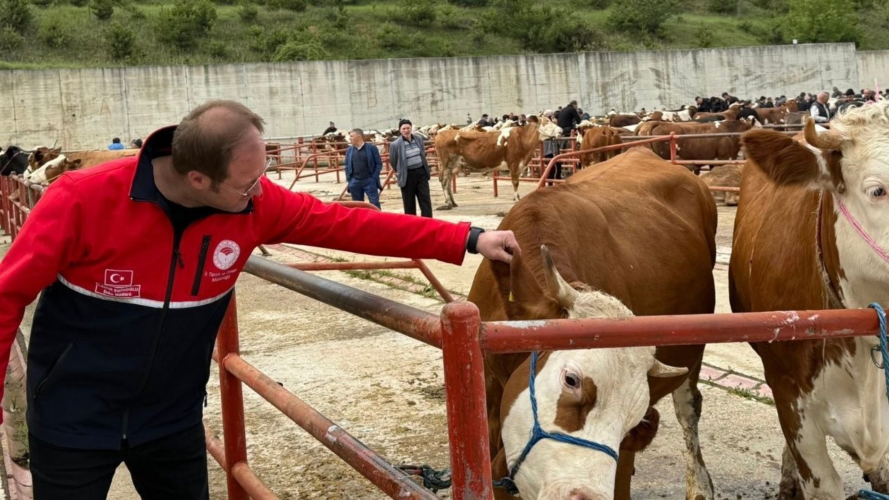Kastamonu Hayvan Pazarı (1)-1