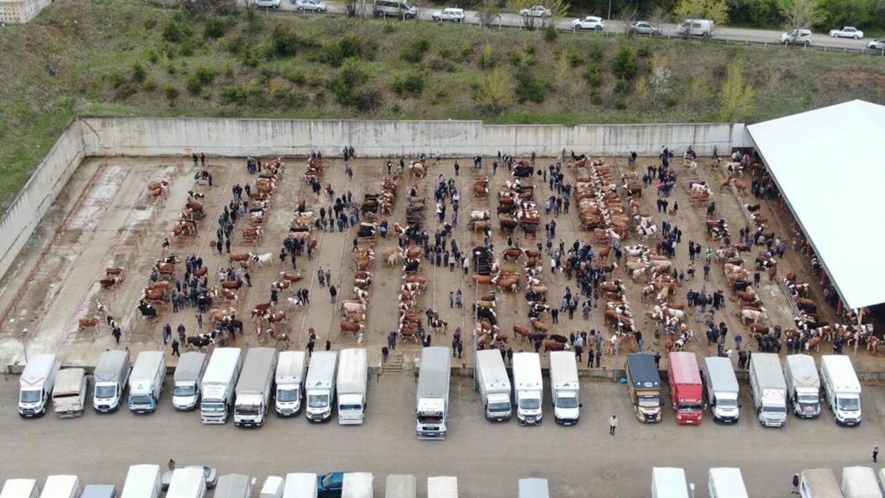 Kastamonu Hayvan Pazarı Hareketlendi (3)