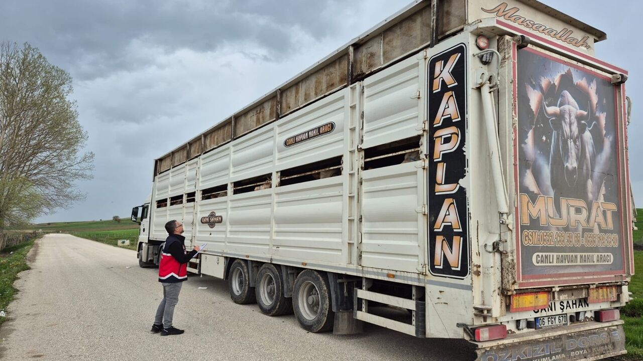 Kastamonu Kurbanlık Sevkiyatı Devam (5)