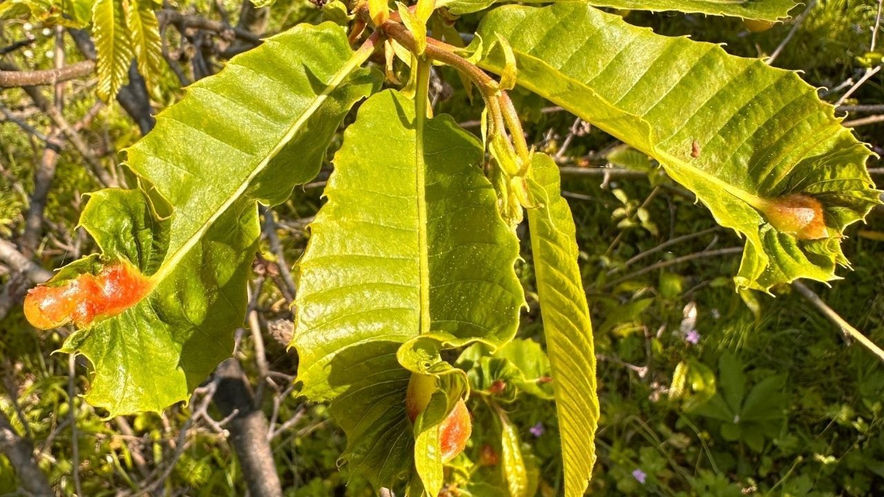 Kastamonu Ormanlarının Sessiz Tehlikesi Geri Döndü (1)