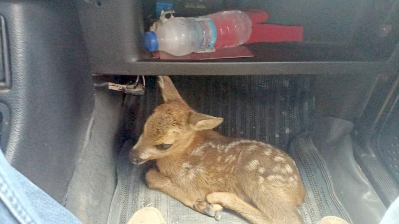 Kastamonu’da Yürek Isıtan Kurtarma Yavru Karaca Tedaviye Alındı (3)
